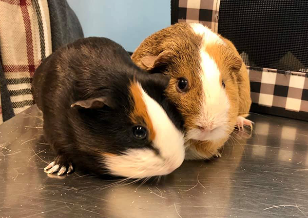 Guinea Pig Veterinary Care, North Conway